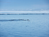 Schwertwalgruppe schwimmt über der Meeresoberfläche vor der Antarktischen Halbinsel, Weddellmeer, Antarktis