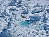 Robbe beim Sonnenbad zwischen Schnee und Eis, Antarktische Halbinsel, Weddellmeer, Antarktis