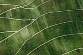 Aerial view rows of green vineyards forming landscape pattern, Kleinheppach, Germany\n