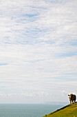 Cow grazing on a hill above ocean\n