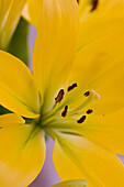 Extreme close up of a yellow lily\n