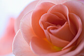 Extreme close up of a pink rose\n