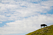 Kuh grasend auf einem grünen Hügel