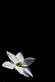 Frühlingssternblume auf schwarzem Hintergrund