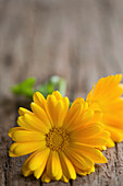 Yellow marigold flowers on wood\n