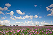 Rosa Blumenfeld mit blauem Himmel