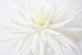 Extreme close up of white dahlia\n