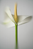 Aronstab-Lilie auf weißem Hintergrund