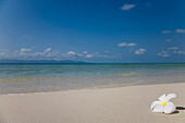 Weiße Blume auf Sandstrand und blauem Wasser, Koh Pha Ngan, Thailand