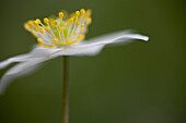 Anemone nemorosa on green background\n