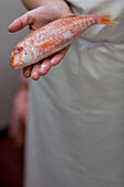 Close up of fishmonger's hands holding fish\n