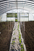 Plants seedlings in big greenhouse\n