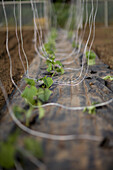 Plants seedlings with climbing strings\n