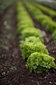 Rows of lettuce in greenhouse\n