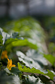 Close up of courgette leaves and flower\n