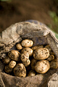 Close up of sac of new potatoes\n