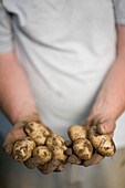 Close up of farmer's hands holding new potatoes\n