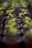 Close up of seedlings in pots\n