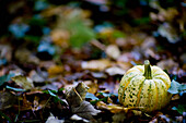 Close up of yellow pumpkin on ground\n