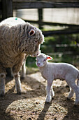 Mother sheep touching lamb with head\n