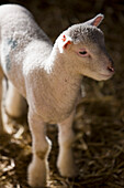 Close up of cute lamb\n