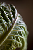 Extreme close up of cabbage\n