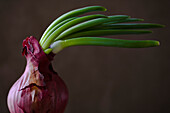 Close up of red onion\n