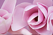 Rosa Blume auf lila Hintergrund