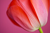 Extreme Nahaufnahme einer roten Tulpe Tulipa