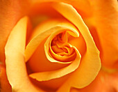 Extreme close up of an orange rose\n