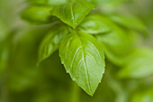 Extreme close up of basil leaves\n