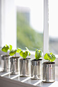 Recyclable tin cans with seedlings on a window sill\n