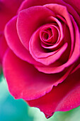 Close up of a dark pink rose\n
