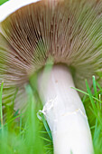 Extreme close up of a mushroom\n