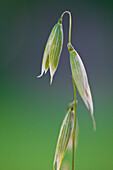 Close up of wild oat\n