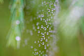 Nahaufnahme von Regentropfen über Spinnweben