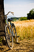 Bicycle leaning on a tree next to sundrenched wheat field\n