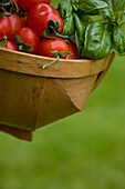 Close up of hand picked cherry tomatoes and basil leaves in a basket\n