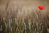 Close up of wheat stalks and red poppy flower\n
