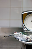 Fish on a weighing scales\n