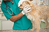 Close up of vet  inspecting dog\n