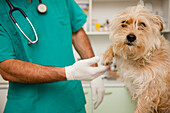 Close up of vet  inspecting dog  paw\n