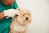 Close up of vet  inspecting dog ears\n