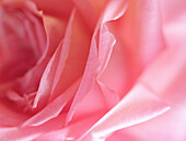 Close up of a pink rose\n
