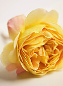 Close up of a yellow rose\n