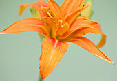 Close up of an orange daylily\n