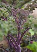 Close up of Purple kale and stalks\n