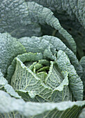 Close up of a savoy cabbage\n