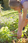 Young girl in a vegetable garden digging up radishes\n