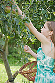 Teenaged girl standing in an apple orchard picking apples\n